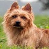Needed: A House and Pet sitter