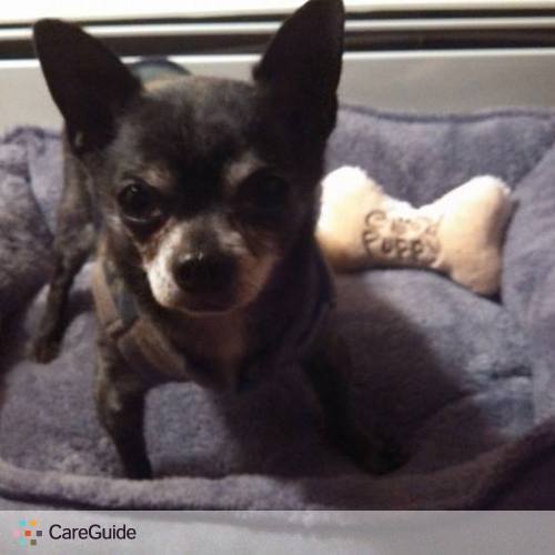 Pet Care Provider Rachael C's Profile Picture