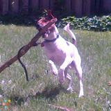 Pet Enthusiast ,Trainer and Walker