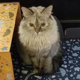 Present Pet Sitter Needed in Mount Clemens