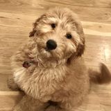Available: Passionate Dog Walker in Pauline