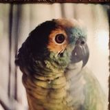 Patient Animal Lover for Hire