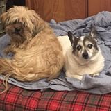 Available to take care of your pets needs
