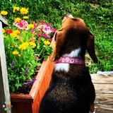 Dog sitter wanted wk of august 4th