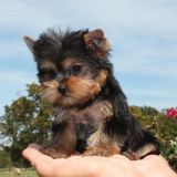 100% PLAYFULSURE- 4Sweet Yorkie pups