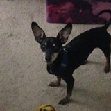 Carson Dog Walker - have paws will travel. Small to medium canine friends