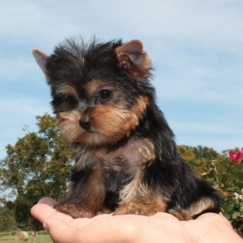 Pet Care Job Merline J's Profile Picture