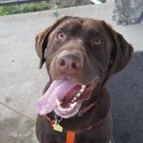 Interested In a Dog Walker Opportunity in Peoria and surrounding areas