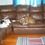 Looking for a dog walker to take care of 90 pound loveable pitbull and also feed my cat and bird