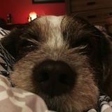 Passionate Dog Walker and pet sitter in Oshawa, Ontario