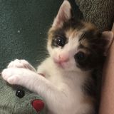Wanted: Kitten Care for Bottle-Fed 4-week Orphan