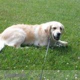 Professional and fun animal lover available for dog exercising and pet sitting