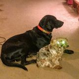 Capable Pet Helper for Your Home