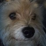 Im a very caring and reliable pet care giver I treat all my visiting pets like I treat my own 2furry friends
