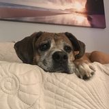 Available: Polite Pet Sitting Professional in York, Pennsylvania