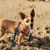 Ewa Beach Dog Sitter Seeking Work