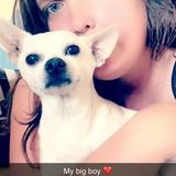 Good Dog Sitting Professional in Santa Rosa, California