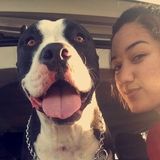 Excellent, responsible, and energetic dog walker.