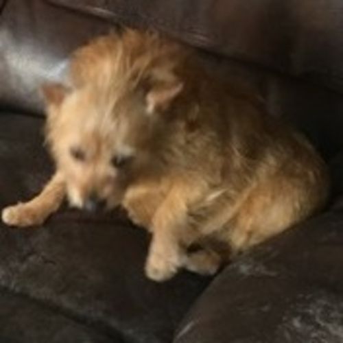 Pet Care Job Austin F's Profile Picture