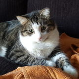 Wonderful House Sitter in Simcoe, I work in Brantford so can look after things in Brantford area as well.