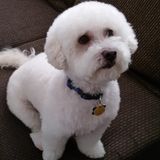 Hard Working Petsitter for Hire.