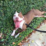 Waterford Lakes Area Pet Care