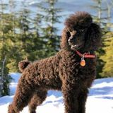 We are experts at caring for all kinds of dog, Coquitlam, British Columbia Pet Sitting Professional