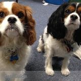 Looking for a Pet Sitter