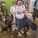 Cuyahoga Falls Dog Sitter Looking For Work