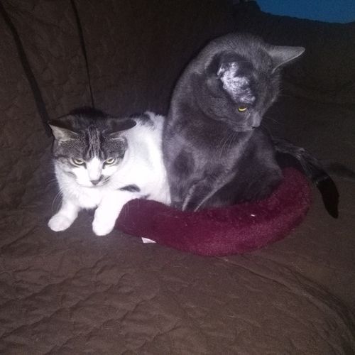 archived looking for help with two paraplegic cats on an as archived looking for help with two paraplegic cats on an as needed basis pet sitter job in bradford west gwillimbury on petsitter com