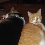 Care for yourself, care for others, Most of all care for our pets!"