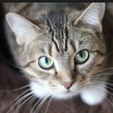 Dog, Cat, Ginea Pig, Snake Sitter Available Near Amherst, Massachusetts