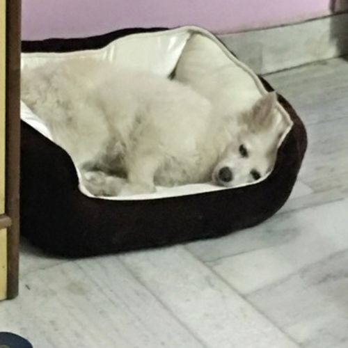 nurturing pet care providera dog walker pet sitter in pet care provider shruti c gallery image 3