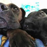 For Hire: Well Trained Dog Sitter in Holiday, Florida