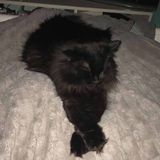 Looking for a pet sitter for various weekends