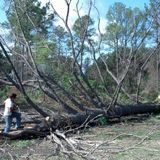 Lawn Care And Tree Removal Experts