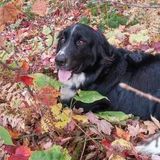 Reliable Dog Trainer for Hire