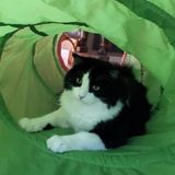 Present House Sitter for Your Home