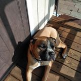 For Hire: Careful Dog Walker in Jamestown, New York