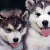 Sun City Dog Walker Available For Work in Arizona