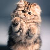 Supplement Income / pet lover