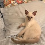 Employing Salinas, California Pet sitter needed for 3 nice cats