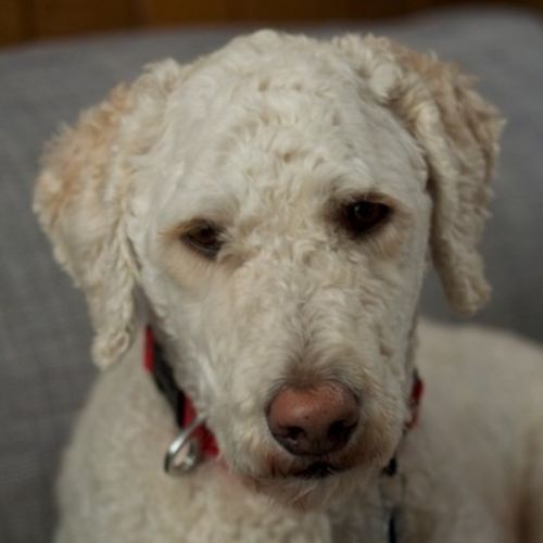 Pet Care Job Marcus von Holtzendorff's Profile Picture