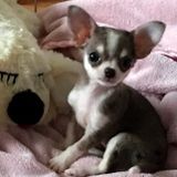 10 Years Experience Professionally Caring For Animals