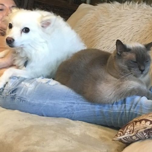 always happy keeping your pets company dog walker pet sitter in pet care provider mina b gallery image 1