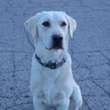 Dog Sitter in Manitou Springs