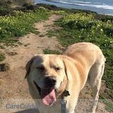 Great loving care for all pets