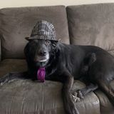 Interested In Calgary Dog Walker, Alberta Jobs