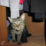 Pet sitter for July 4th weekend