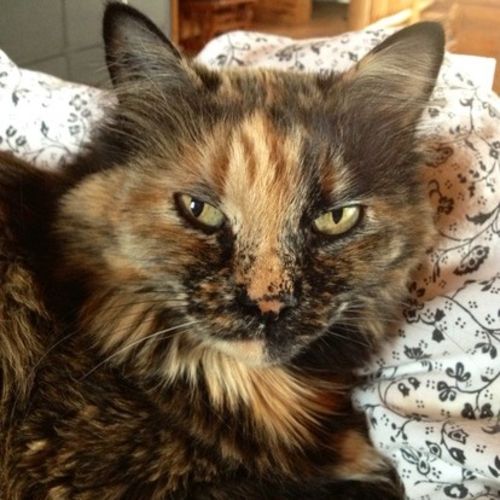 insured bonded loving and reliable care of your beloved pets pet care provider the cat s meow pet sitting s gallery image 3